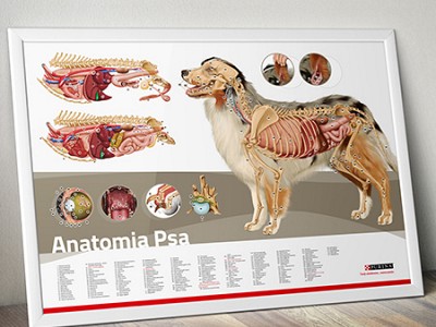 Nestlé Purina Dog Anatomy