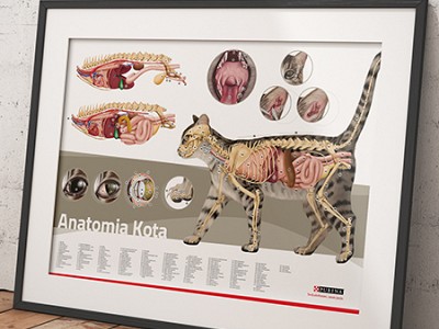 Nestlé Purina Cat Anatomy